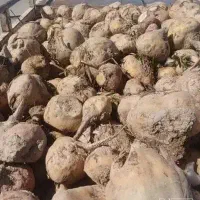 فروش چغندر قند دامی