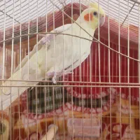 لوتینو|پرنده|قائن, |دیوار