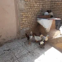 سه عدد اوردک و خروس و مرغ
