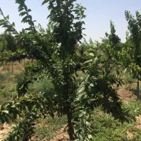 ۱۰۰۰ منر باغچه بر خیابان