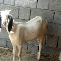 فروش کهره تالی