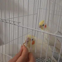 فروش‌ تعدای‌ عروس‌به‌معنای‌واقعی