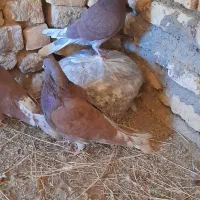 دو جفت کفتر سرخ پرشی|پرنده|فریدونشهر, |دیوار