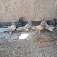 ۶تا مفلق ویه نر کهنه ای