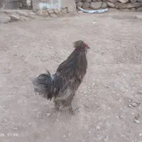 حراج خروس سلطان