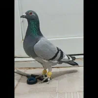 مسافتی آلمانی