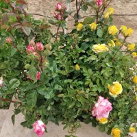 باغچه کاری ویلا .|خدمات باغبانی و درختکاری|اراک, |دیوار