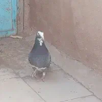 پلنگ و سینه گلی و سینه سیاه|پرنده|رفسنجان, |دیوار