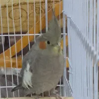گم شده عروس هلندی