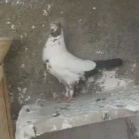 کفتر نر پرشی