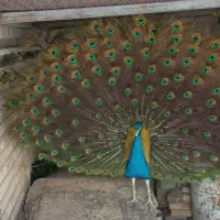 طاووس نر هندی ۳ ساله