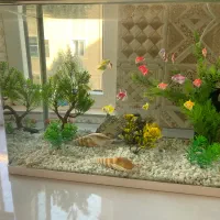 آکواریوم شیشه خم باوسایل