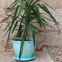 حراج گل و گیاه طبیعی|حراج|اسلام‌شهر, شهرک سعیدیه|دیوار