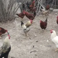 بوقلمون و مرغ خروس طبیعی|حیوانات مزرعه|اردبیل, |دیوار