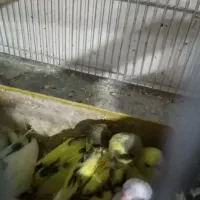 مرغ عشق با جوجه وتخم