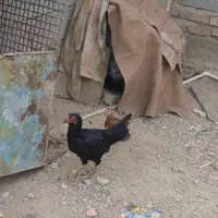 ماکیان لاری