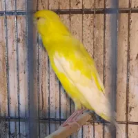 قناری ماده رسمی بلند|پرنده|هشتگرد, شهرک ولیعصر (مصلی)|دیوار