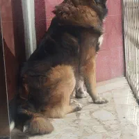 سگ نر قفقازی