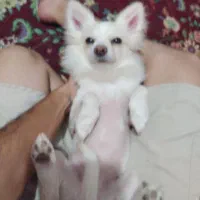 سگ سفید نژاد دار پاکوتاه|حیوانات|کرمان, |دیوار