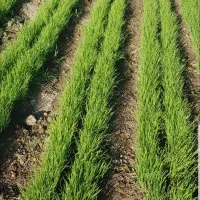 فروش نهال پیاز مینروادستگیری ساردو