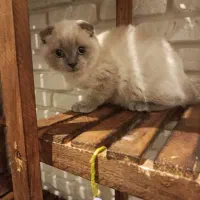 گربه اسکاتیش نر سیلور