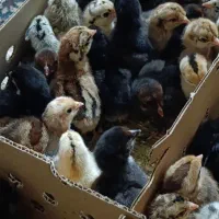 جوجه محلی یک روزه