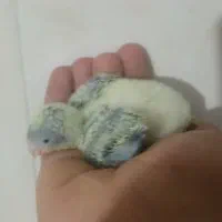 جوجه راهب|پرنده|خمینیشهر, |دیوار