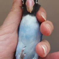 سه طوطی و جوجه طوطی برزیلی|پرنده|تهران, مینای شمالی (مخبر)|دیوار