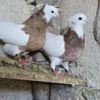 13عدد رنگه آس جفتگاه و پرش|پرنده|تربتحیدریه, فردوسی جنوبی|دیوار