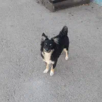 توله سگ پاکوتاه اشپیتز|سگ|بجنورد, |دیوار