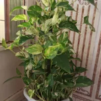 گل پتوس ابلق ( زعفرانی )|گل و گیاه طبیعی|بندر ماهشهر, |دیوار