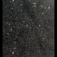 بزر پیاز مرغوب باکیفیت