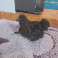 مرغ و خروس ابریشمی سیاه