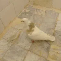 طوقی|پرنده|نسیم‌شهر, |دیوار