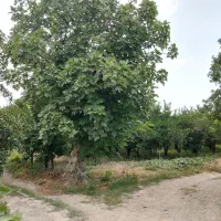 فروش-باغ-در-لیوان-شرقی-بندرگز-کوچه-باسکول