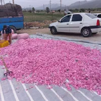 فروش گل محمدی و گل نسترن