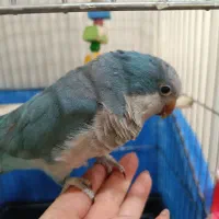 طوطی راهب سخنگو|پرنده|ملارد, |دیوار