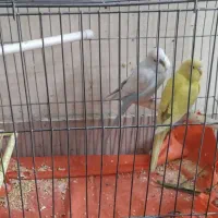 دوعددمرغ عشق