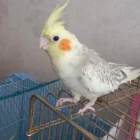 دو عروس هلندی جوان و تن نخورده