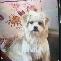 واگذاری شیتزو پامر|سگ|شیراز, شهرک دارایی|دیوار