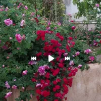 اجاره-منزل-ویلایی