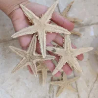 انواع ستاره و صدف کوزه دریایی