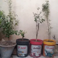 نهال پرتقال و نارنگی