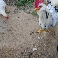 گلین امیدیه دونه ای ۱ملیون