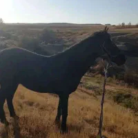 فروشی|اسب و تجهیزات اسب‌سواری|سقز, |دیوار