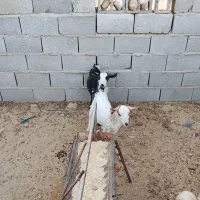 بزغاله ۱۱ماهه