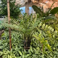برگ زانفولیا سبز دونه ای ۲۶۰۰