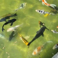 کوی|ماهی|سنگر, |دیوار