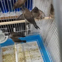 فنج گلدین فنج بنگالی|پرنده|بندرعباس, |دیوار
