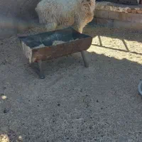 بره نر چاق سالم|حیوانات مزرعه|نی‌ریز, |دیوار